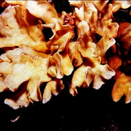 Porcelain Coral, photo 8