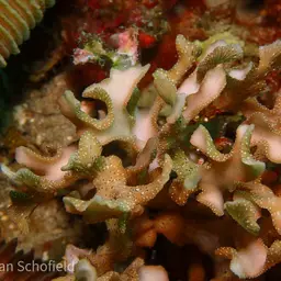 Porcelain Coral, photo 1