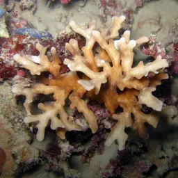 Porcelain Coral, photo 9