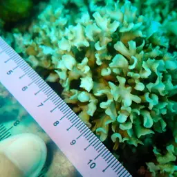 Porcelain Coral, photo 10