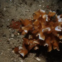 Porcelain Coral, photo 11