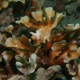 Porcelain Coral, photo 12