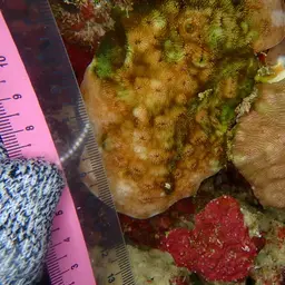 Porcelain Coral, photo 2