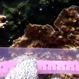 Porcelain Coral, photo 3