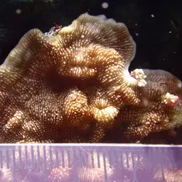 Porcelain Coral, photo 4