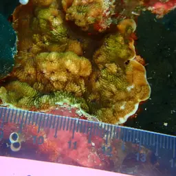 Porcelain Coral, photo 5