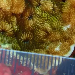 Porcelain Coral, photo 6