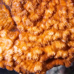 Porcelain Coral, photo 1