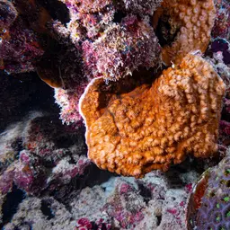 Porcelain Coral, photo 7