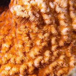 Porcelain Coral, photo 8