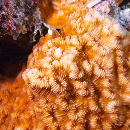Porcelain Coral, photo 9