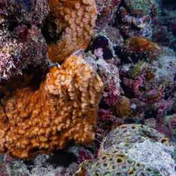 Porcelain Coral, photo 10