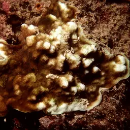 Porcelain Coral, photo 11