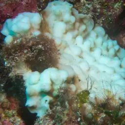 Porcelain Coral, photo 12