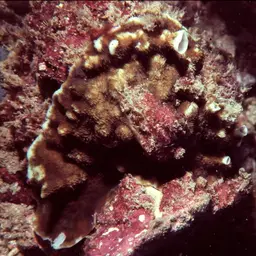 Porcelain Coral, photo 2