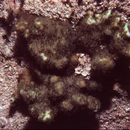 Porcelain Coral, photo 3