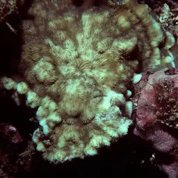 Porcelain Coral, photo 4