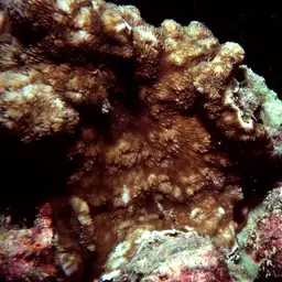 Porcelain Coral, photo 5