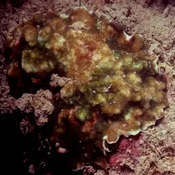 Porcelain Coral, photo 6