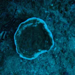 Porcelain Coral, photo 7