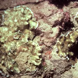 Porcelain Coral, photo 8