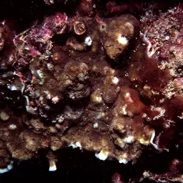 Porcelain Coral, photo 9