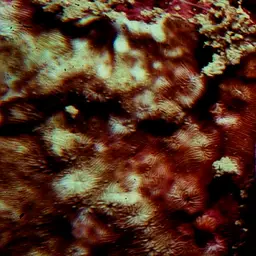 Porcelain Coral, photo 10