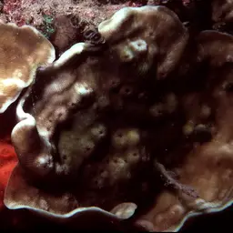 Porcelain Coral, photo 11