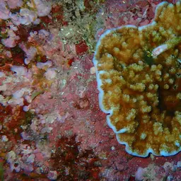 Porcelain Coral, photo 1