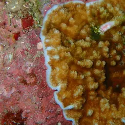 Porcelain Coral, photo 12