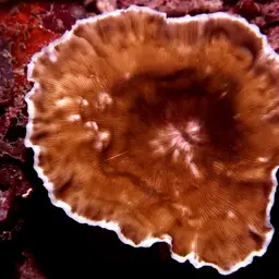 Porcelain Coral, photo 1