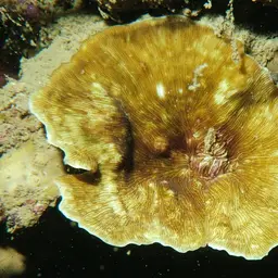 Porcelain Coral, photo 2