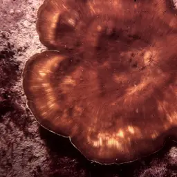 Porcelain Coral, photo 3