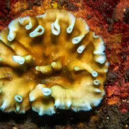Porcelain Coral, photo 1