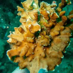 Porcelain Coral, photo 2