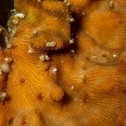 Porcelain Coral, photo 3