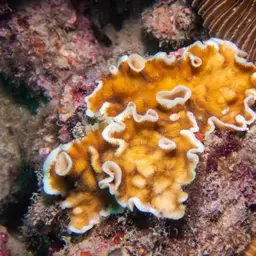 Porcelain Coral, photo 4