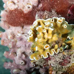 Porcelain Coral, photo 5