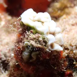 Porcelain Coral, photo 6