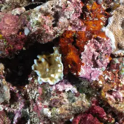 Porcelain Coral, photo 7