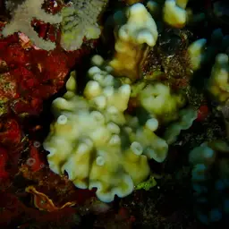 Porcelain Coral, photo 8