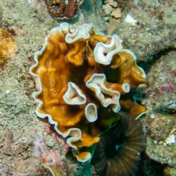Porcelain Coral, photo 9