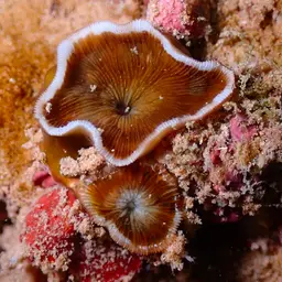 Porcelain Coral, photo 10