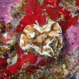 Porcelain Coral, photo 11