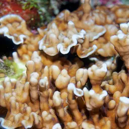 Porcelain Coral, photo 12
