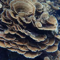 Porcelain Coral, photo 1