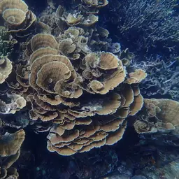 Porcelain Coral, photo 2
