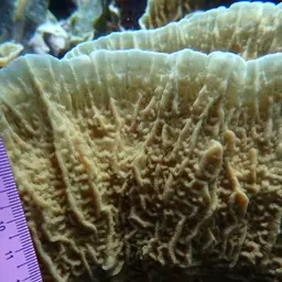 Porcelain Coral, photo 3