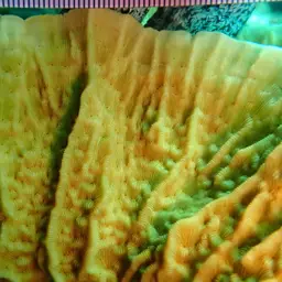 Porcelain Coral, photo 4