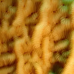 Porcelain Coral, photo 5